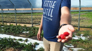 Aaron holding out his hand with bright red strawberries in it. He wears a Little Hill Berry Farm t-shirt in blue and stands in their strawberry field.