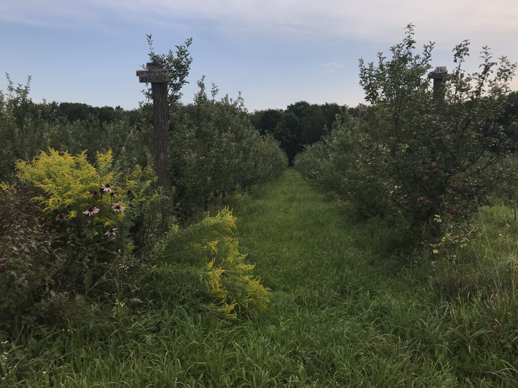 A light blue sky with hints of pink and white sits above bright green row of apple trees with lush grass, golden rod and other pollinator plants in Keepsake's orchard