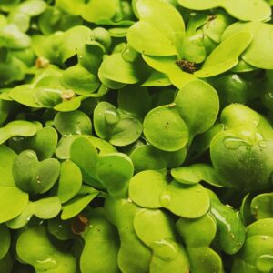 A overhead closeup of microgreens with drops of water on their heart-shaped leaves.