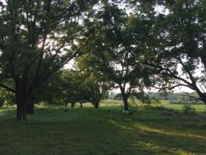 Sheep graze in a bright green pasture as light passes through the tops of trees spread throughout the field.