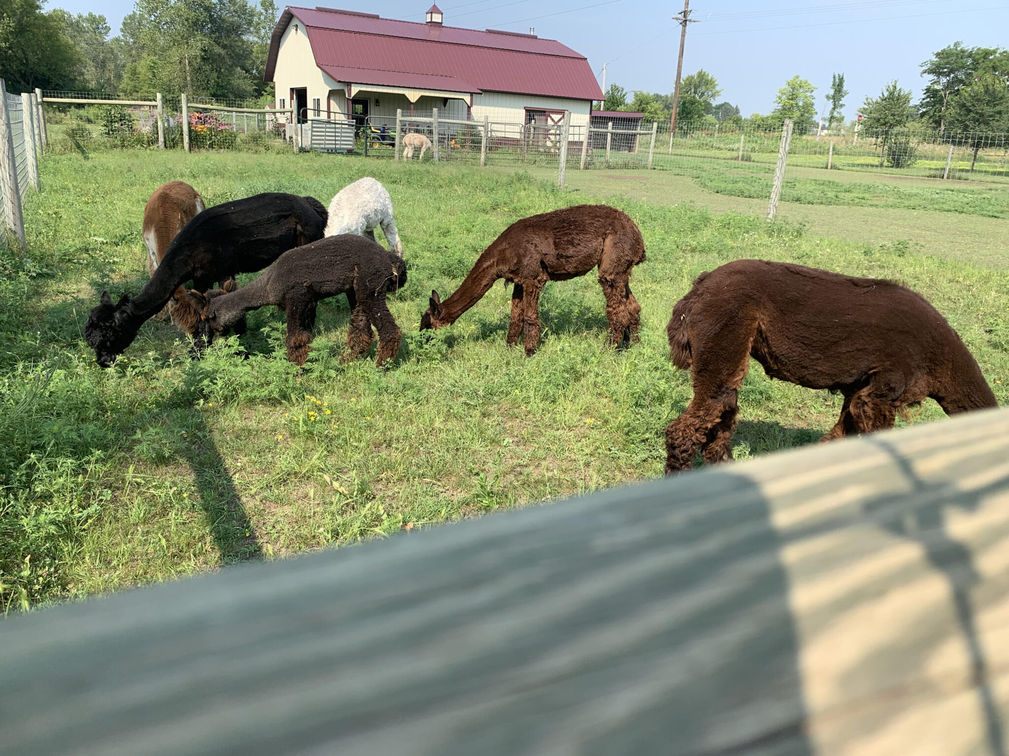 Alpaca fleece for sale — Little Valley Farm